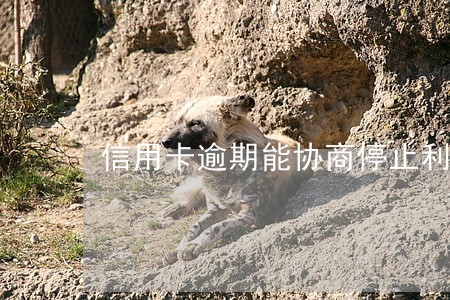 信用卡逾期能协商停止利息吗 信用卡逾期能协商停止利息吗