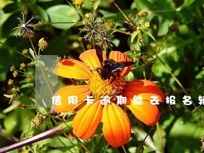信用卡逾期能去报名辅警吗 信用卡逾期能去报名辅警吗