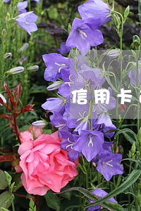 信用卡逾期能去日本吗 信用卡逾期能去日本吗