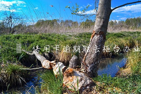 信用卡逾期能去柜台办业务吗 信用卡逾期能去柜台办业务吗