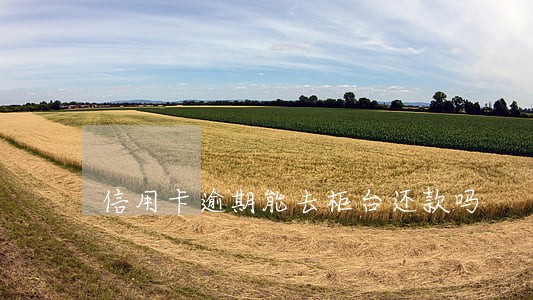 信用卡逾期能去柜台还款吗 信用卡逾期能去柜台还款吗