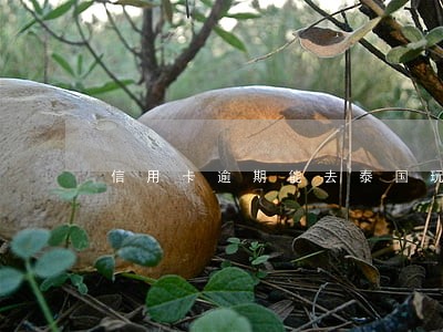 信用卡逾期能去泰国玩 信用卡逾期能去泰国玩
