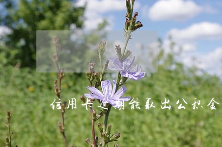 信用卡逾期能取出公积金吗 信用卡逾期能取出公积金吗