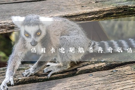 信用卡逾期能否再开张信用卡 信用卡逾期能否再开张信用卡