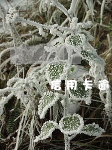 信用卡逾期能否化走公积金 信用卡逾期能否化走公积金