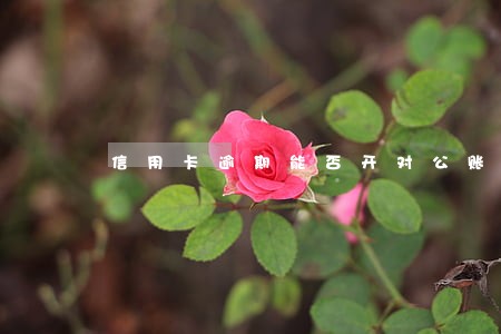 信用卡逾期能否开对公账户 信用卡逾期能否开对公账户