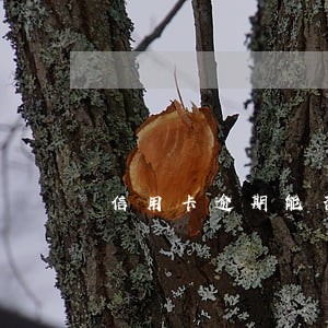 信用卡逾期能否销户