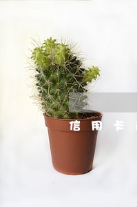 信用卡逾期能在万豪酒店工作吗 信用卡逾期能在万豪酒店工作吗