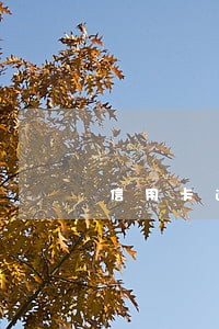 信用卡逾期能在异地银行还款
