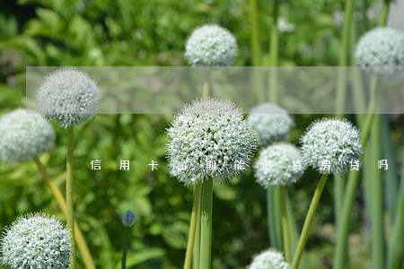信用卡逾期能够贷房贷吗 信用卡逾期能够贷房贷吗