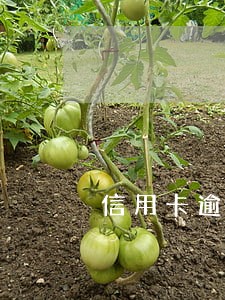 信用卡逾期能客服分期吗 信用卡逾期能客服分期吗