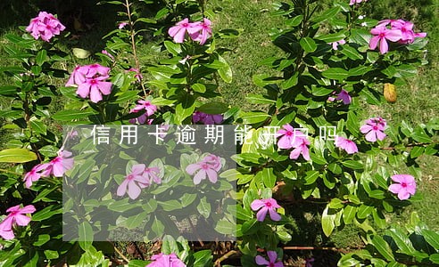 信用卡逾期能开户吗 信用卡逾期能开户吗