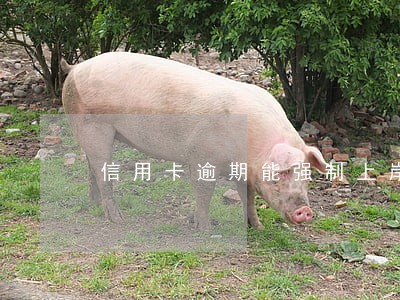 信用卡逾期能强制上岸嘛