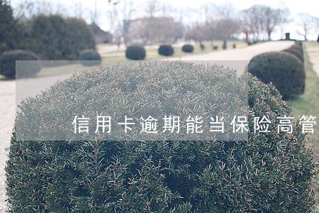 信用卡逾期能当保险高管吗 信用卡逾期能当保险高管吗