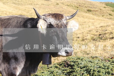 信用卡逾期能影响支付宝吗 信用卡逾期能影响支付宝吗