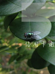 信用卡逾期能报税吗 信用卡逾期能报税吗