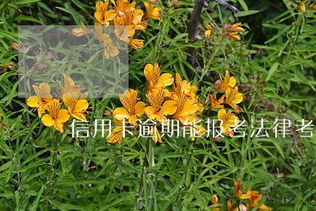 信用卡逾期能报考法律考试