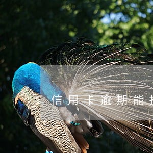 信用卡逾期能拖多少年 信用卡逾期能拖多少年