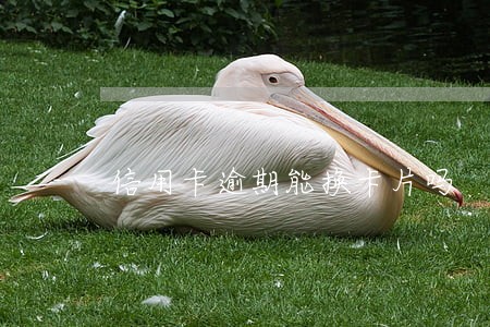 信用卡逾期能换卡片吗 信用卡逾期能换卡片吗