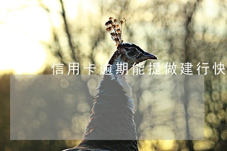 信用卡逾期能提做建行快贷不 信用卡逾期能提做建行快贷不