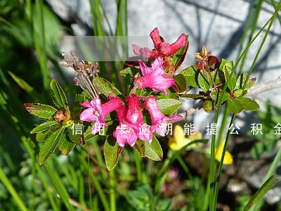 信用卡逾期能提公积金贷款吗 信用卡逾期能提公积金贷款吗