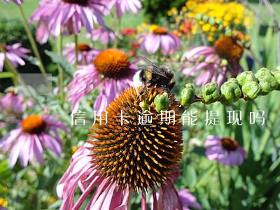 信用卡逾期能提现吗 信用卡逾期能提现吗