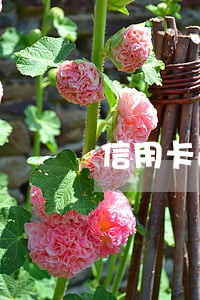 信用卡逾期能查到储蓄卡吗 信用卡逾期能查到储蓄卡吗
