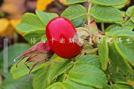 信用卡逾期能查到配偶电话吗 信用卡逾期能查到配偶电话吗