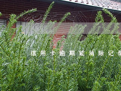 信用卡逾期能消除记录吗 信用卡逾期能消除记录吗