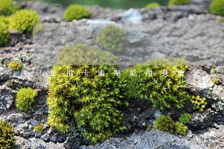 信用卡逾期能用身份证么 信用卡逾期能用身份证么