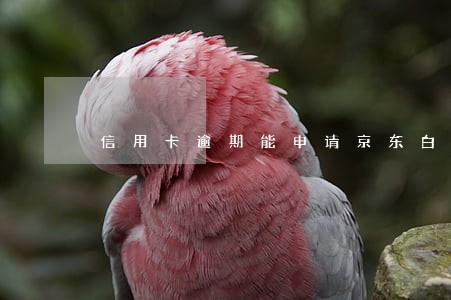 信用卡逾期能申请京东白条吗