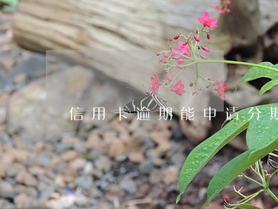 信用卡逾期能申请分期 信用卡逾期能申请分期
