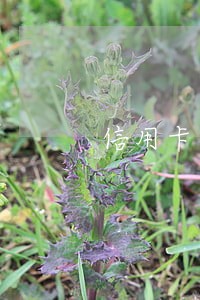 信用卡逾期能申请啥网贷