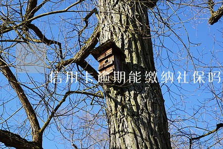 信用卡逾期能缴纳社保吗 信用卡逾期能缴纳社保吗
