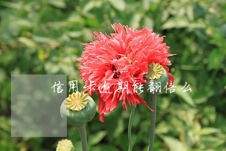 信用卡逾期能翻倍么 信用卡逾期能翻倍么