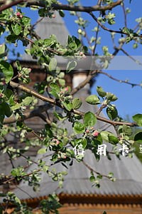 信用卡逾期能自首吗 信用卡逾期能自首吗