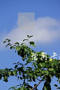 信用卡逾期能花钱提前成白户吗 信用卡逾期能花钱提前成白户吗