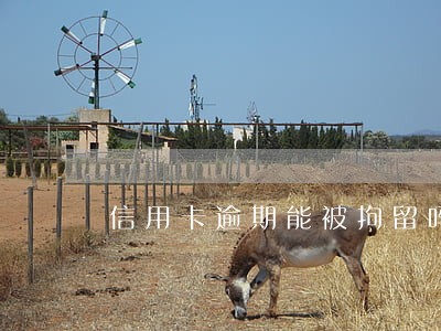 信用卡逾期能被拘留吗 信用卡逾期能被拘留吗
