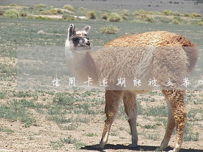 信用卡逾期能被立案吗 信用卡逾期能被立案吗