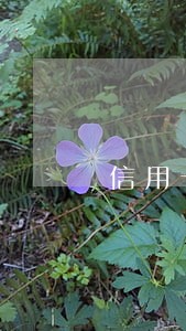 信用卡逾期能解决吗 信用卡逾期能解决吗