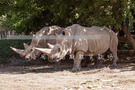 信用卡逾期能货款吗 信用卡逾期能货款吗