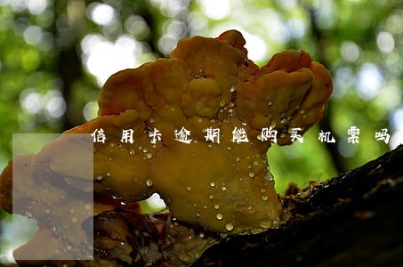 信用卡逾期能购买机票吗 信用卡逾期能购买机票吗