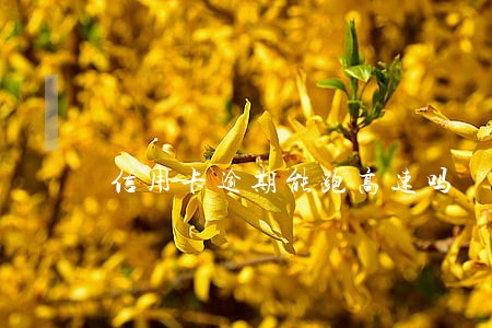 信用卡逾期能跑高速吗 信用卡逾期能跑高速吗