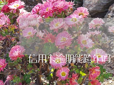 信用卡逾期能跨年吗 信用卡逾期能跨年吗