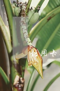 信用卡逾期能过的贷款 信用卡逾期能过的贷款