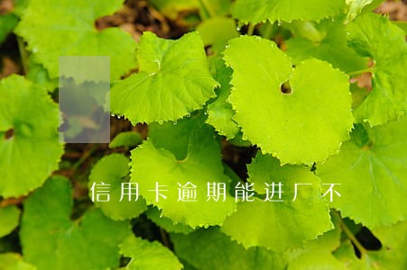 信用卡逾期能进厂不 信用卡逾期能进厂不