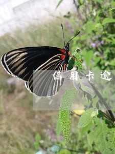 信用卡逾期能进富士康