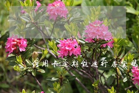 信用卡逾期能进行房贷吗 信用卡逾期能进行房贷吗