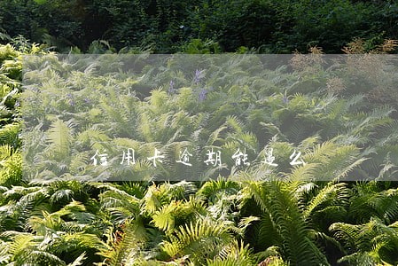 信用卡逾期能退么