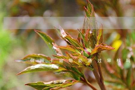 信用卡逾期能通过审核吗 信用卡逾期能通过审核吗